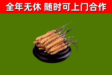 桐梓县回收散虫草