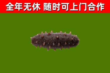 桐梓县回收海参干